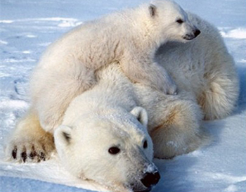 polar bears