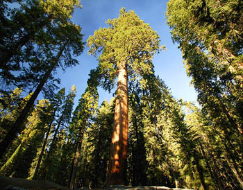 Sequoia trees