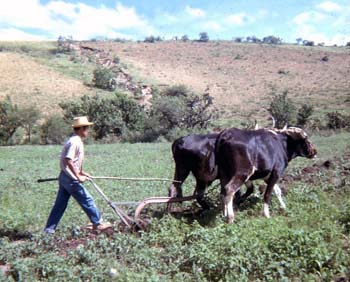 mexican campesino