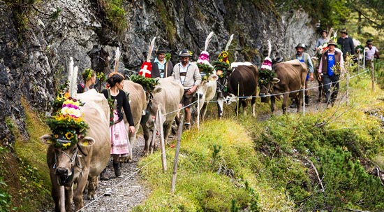 Mountain down driving the cattle