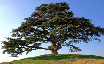 Cedar of Lebanon