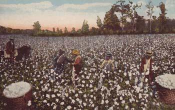 Cotton pickers