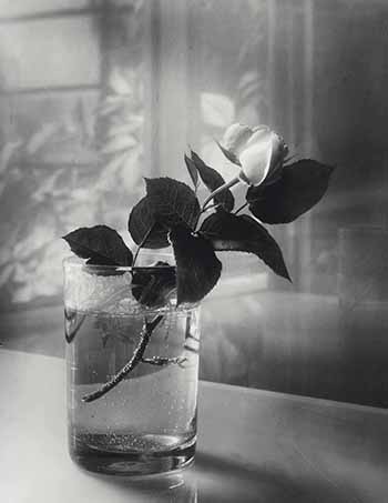 rose still life