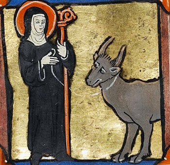 st birgid's cow