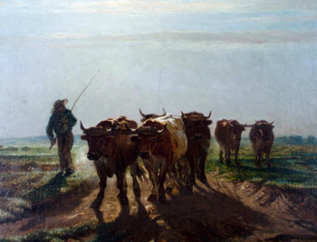 cow herdeing