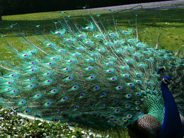 Peacock