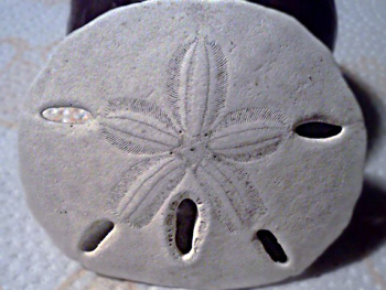 front sand dollar