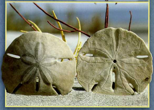 two sand dollars in the sand