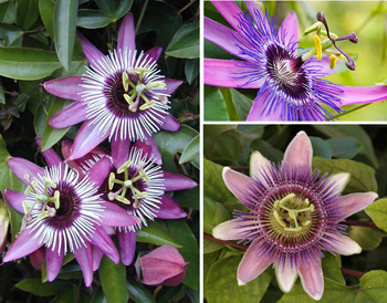 passion flower