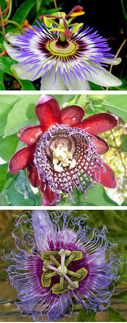 varieties of Passion Flowers