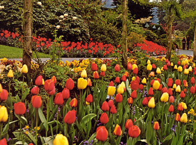 F011_Tulips.jpg - 83126 Bytes