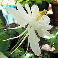 H018_columbine2.jpg - 67643 Bytes